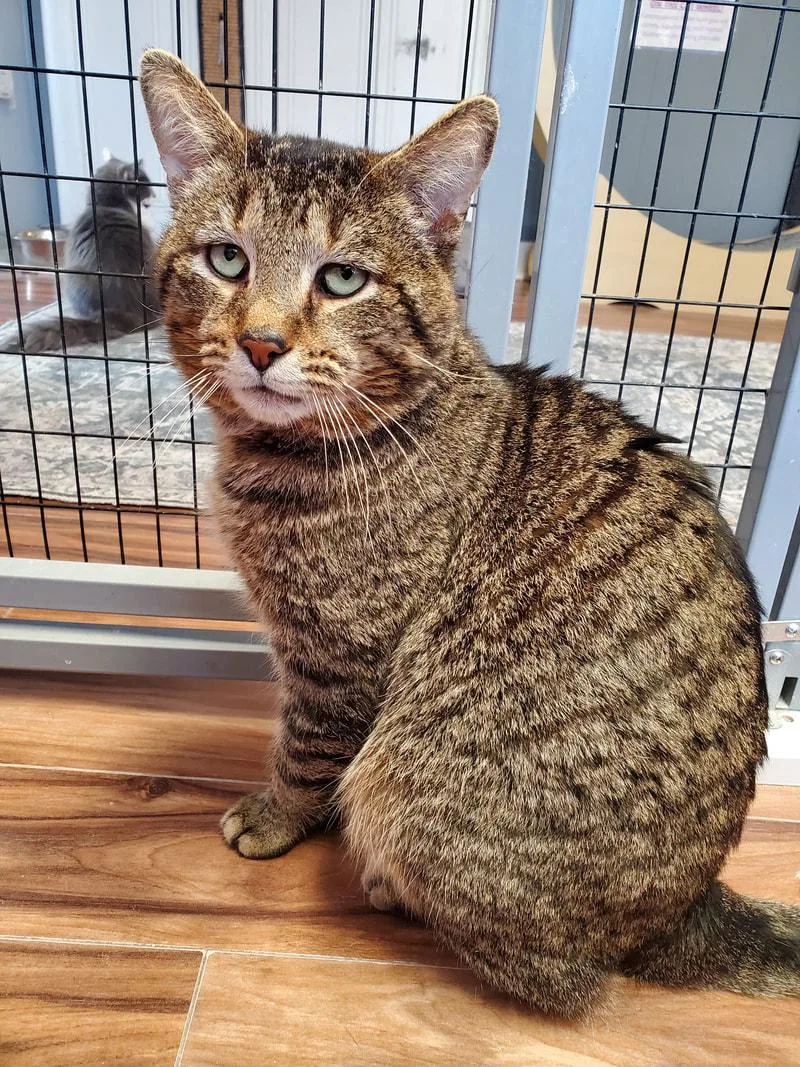 An adult medium-sized male Tabby (Brown / Chocolate) Domestic Short Hair cat named Churro for adoption in Kalamazoo, MI