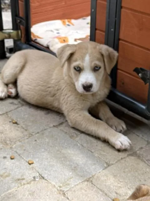 A baby medium-sized male Apricot / Beige Australian Shepherd dog named Maverick Wishbone for adoption in Andover, MA