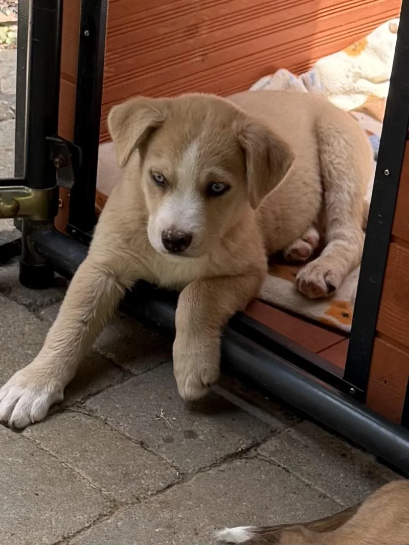 Maverick Wishbone thumbnail 3