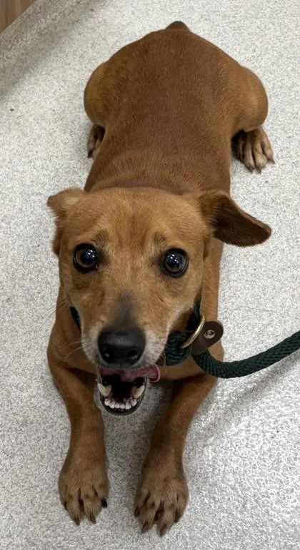 A senior small-sized male Terrier dog named Von for adoption in Honolulu, HI