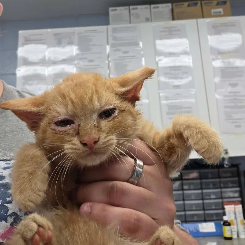 A baby small-sized male Orange / Red Domestic Short Hair cat named Gilligan's Island for adoption in Martinsville, VA