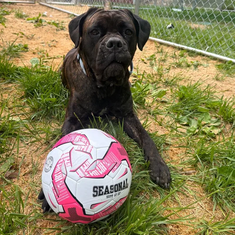 An adult large-sized female Brindle Cane Corso dog named Oakley for adoption in Fairmont, WV