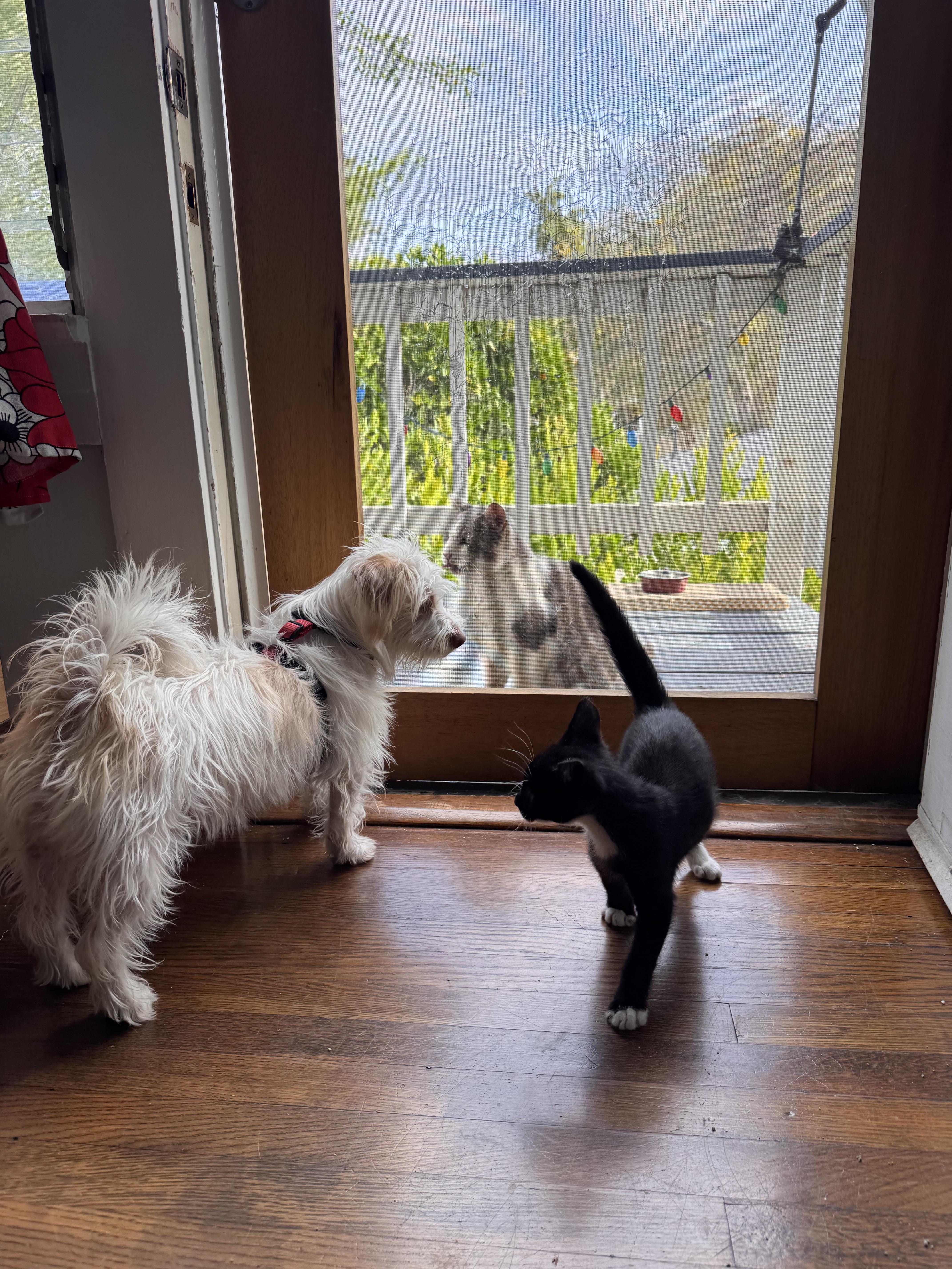 A baby small-sized male Black & White / Tuxedo Tuxedo cat named Ernie for adoption in Pasadena, CA
