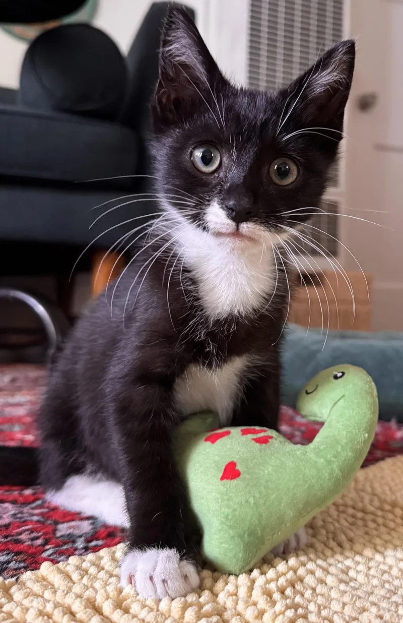 Ernie thumbnail 2