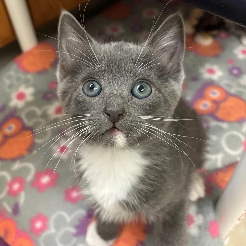 A baby small-sized male Gray / Blue / Silver Domestic Short Hair cat named Johnny for adoption in Sunnyvale, CA
