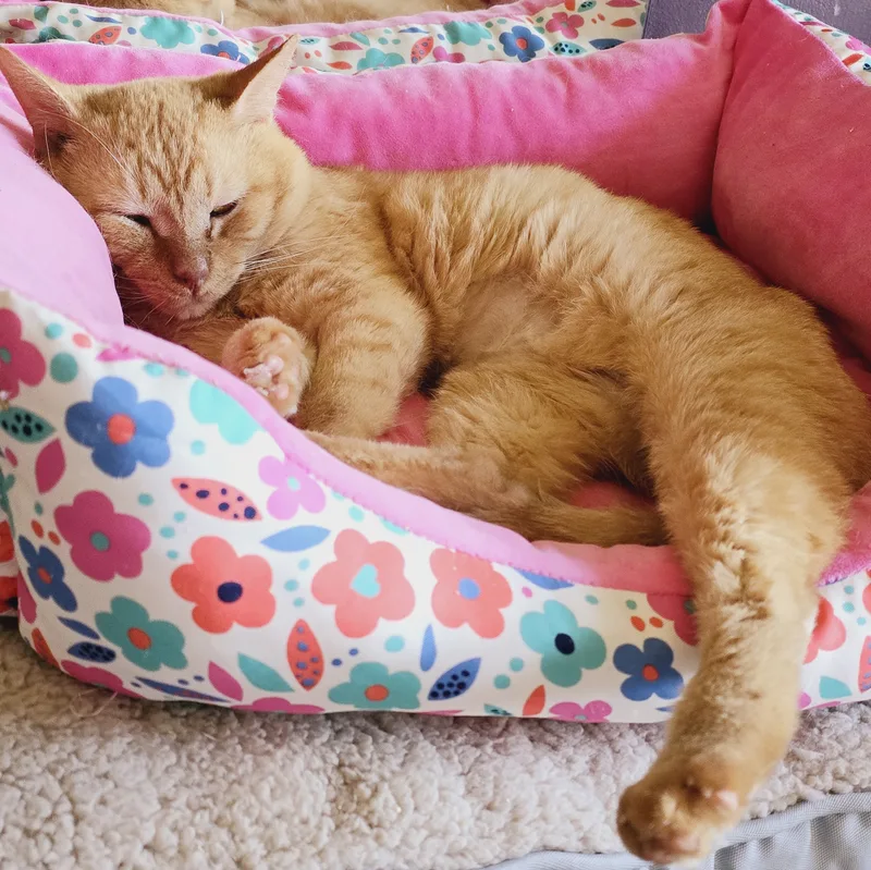 Cheetoes Kb thumbnail 2