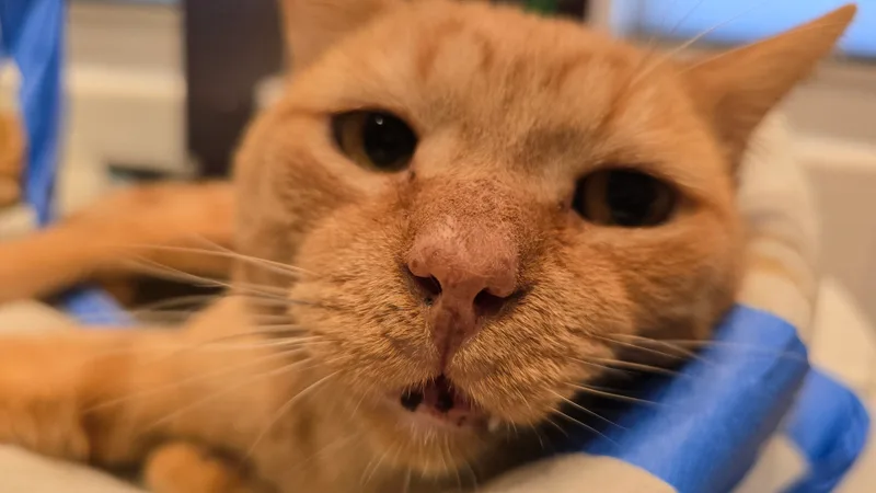 Cheetoes Kb thumbnail 3