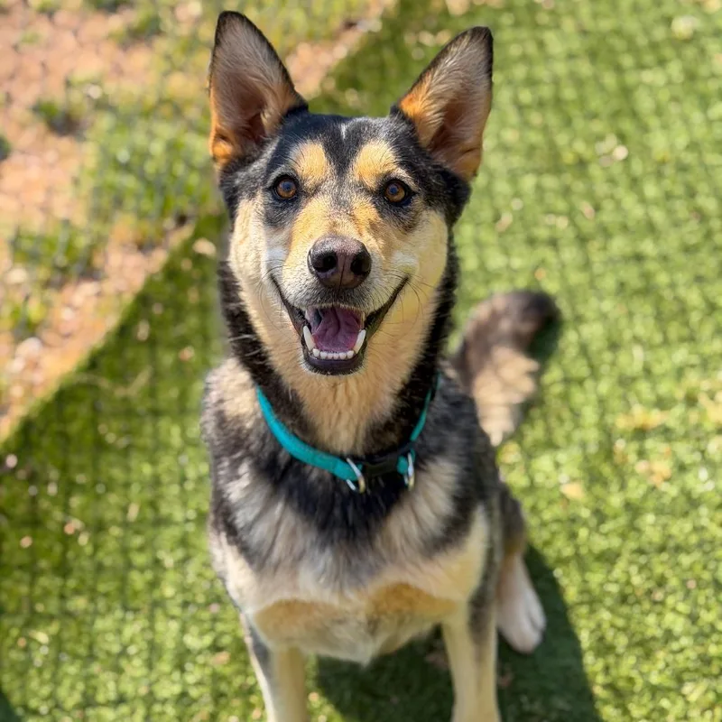 An adult large-sized male Gray / Blue / Silver Husky dog named Maxx for adoption in Gainesville, GA