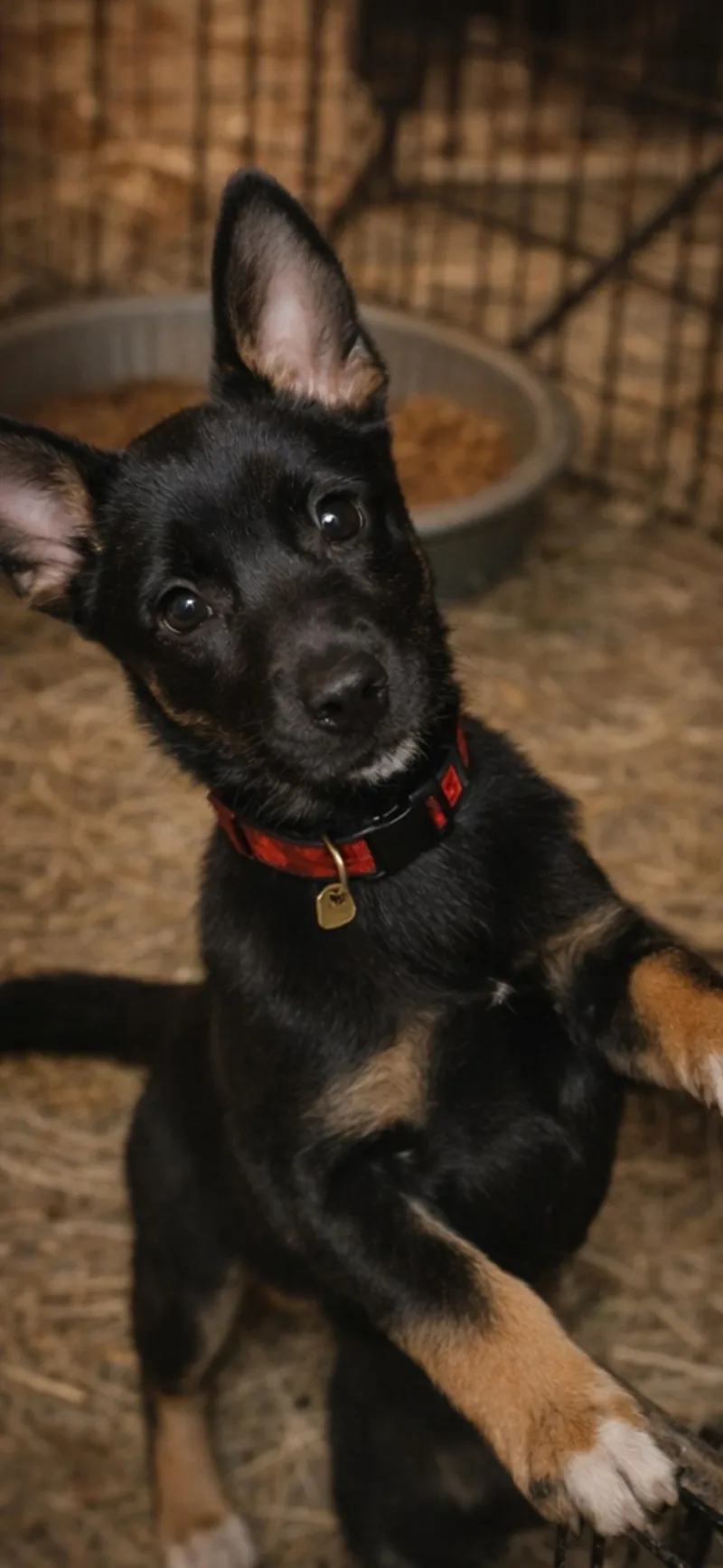 A baby medium-sized male Tricolor (Brown, Black, & White) Australian Kelpie dog named Draco for adoption in Hallsville, MO