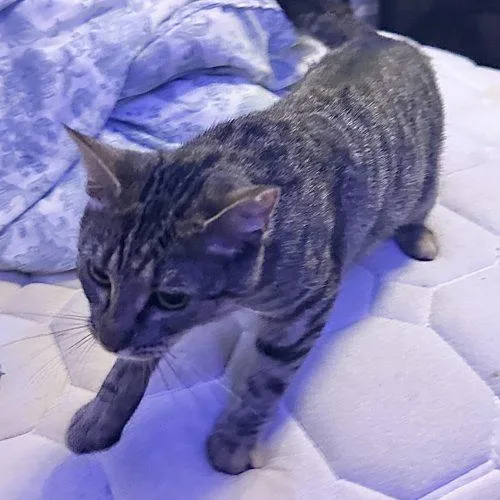 A young medium-sized female Tabby (Brown / Chocolate) Domestic Short Hair cat named Mickey for adoption in Seven Valleys, PA
