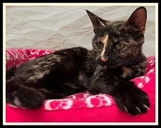 A young medium-sized female Domestic Short Hair cat named Amelia for adoption in Peoria, IL