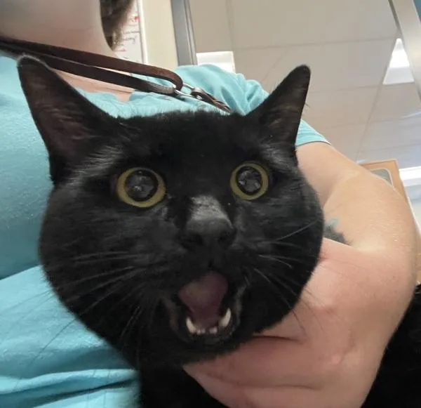 A senior medium-sized female Domestic Short Hair cat named Amber for adoption in El Cajon, CA