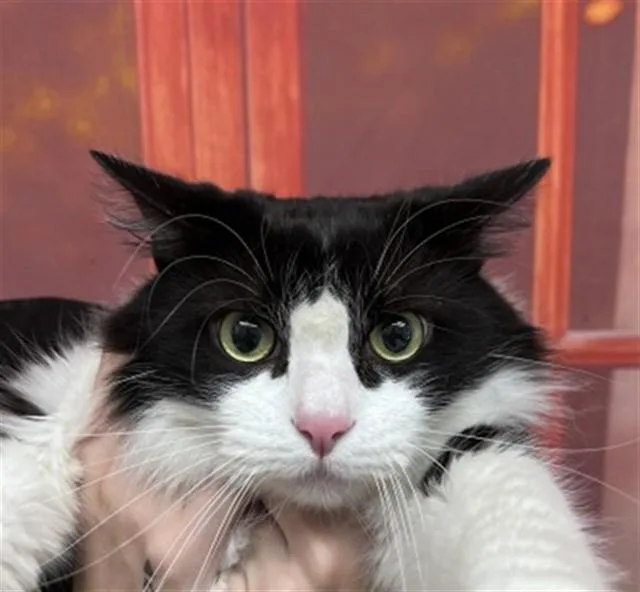 An adult small-sized male Domestic Long Hair cat named Moonshine for adoption in San Bernardino, CA
