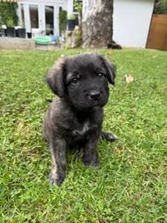A baby medium-sized male Shepherd dog named Chalupa  Shepherd litter for adoption in Los Angeles, CA
