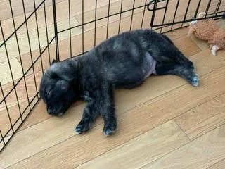 Chalupa  Shepherd litter thumbnail 2