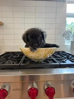 Chalupa  Shepherd litter thumbnail 3