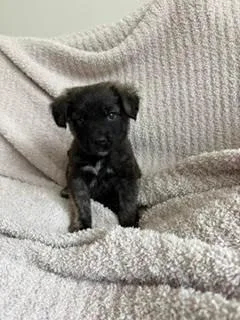 Chalupa  Shepherd litter thumbnail 4