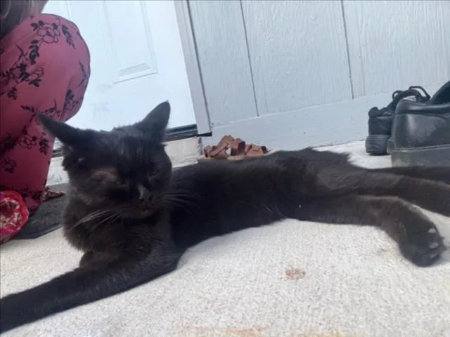 A young medium-sized female Domestic Short Hair cat named Eleanor for adoption in Derwood, MD