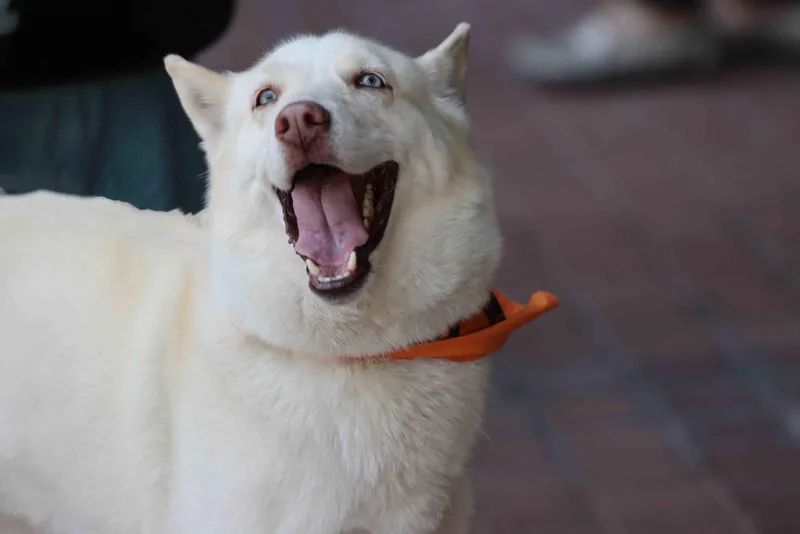 An adult medium-sized female Siberian Husky dog named Snow for adoption in Walnut Creek, CA