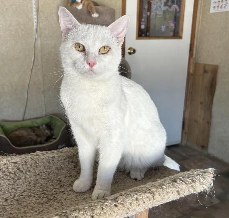 An adult medium-sized male White Domestic Short Hair cat named Go Lightly for adoption in La Salle, IL