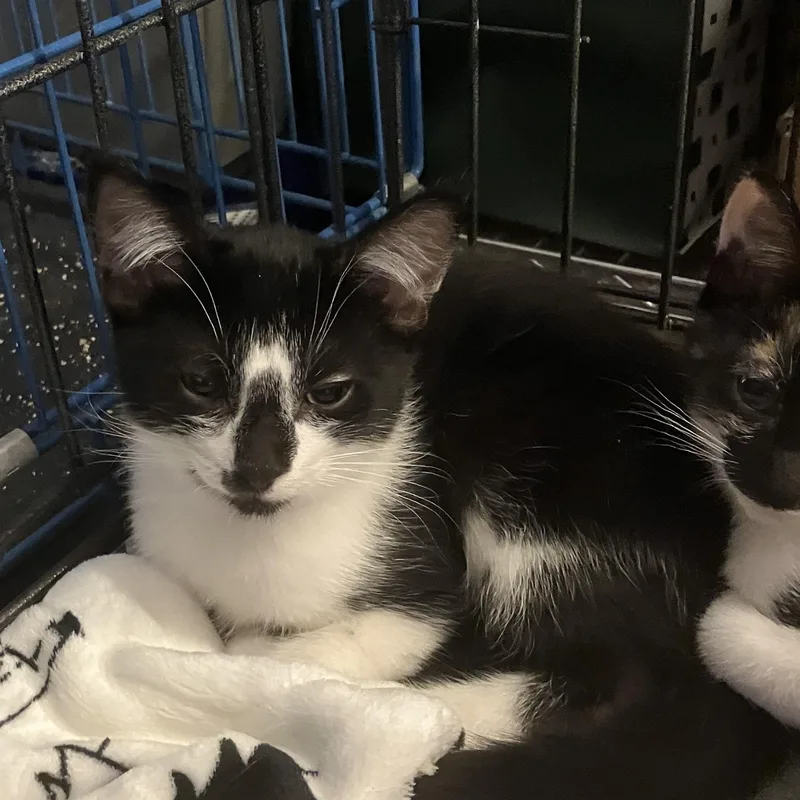 A baby small-sized male Black & White / Tuxedo Domestic Medium Hair cat named Comet for adoption in Henderson, NV
