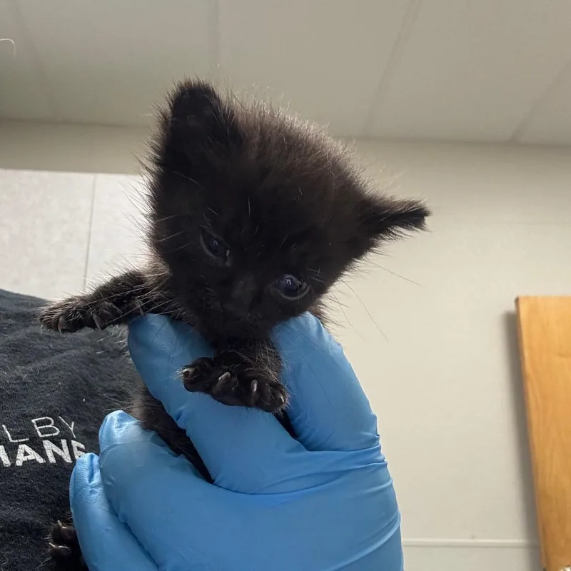 A baby small-sized female Black Domestic Short Hair cat named Dutchess for adoption in Columbiana, AL