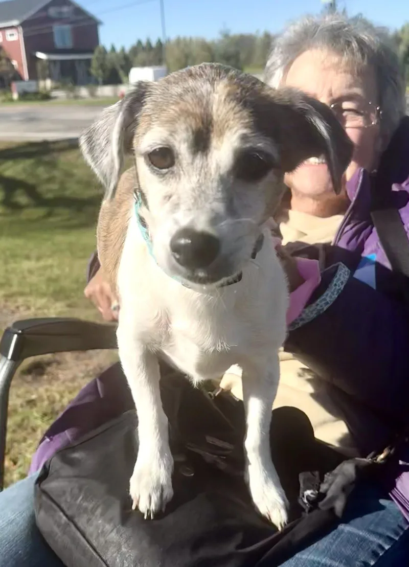A senior medium-sized male Terrier dog named Scooter for adoption in GILBERTS, IL