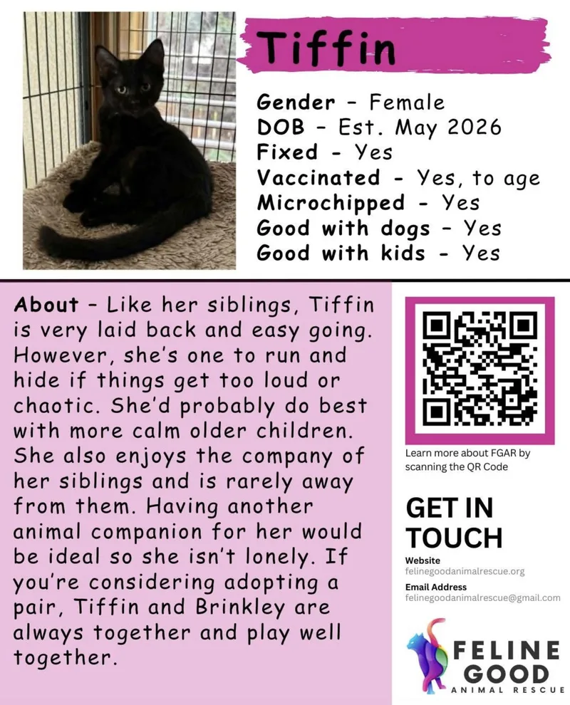 A baby medium-sized female Black Domestic Short Hair cat named Tiffin for adoption in Eugene, OR
