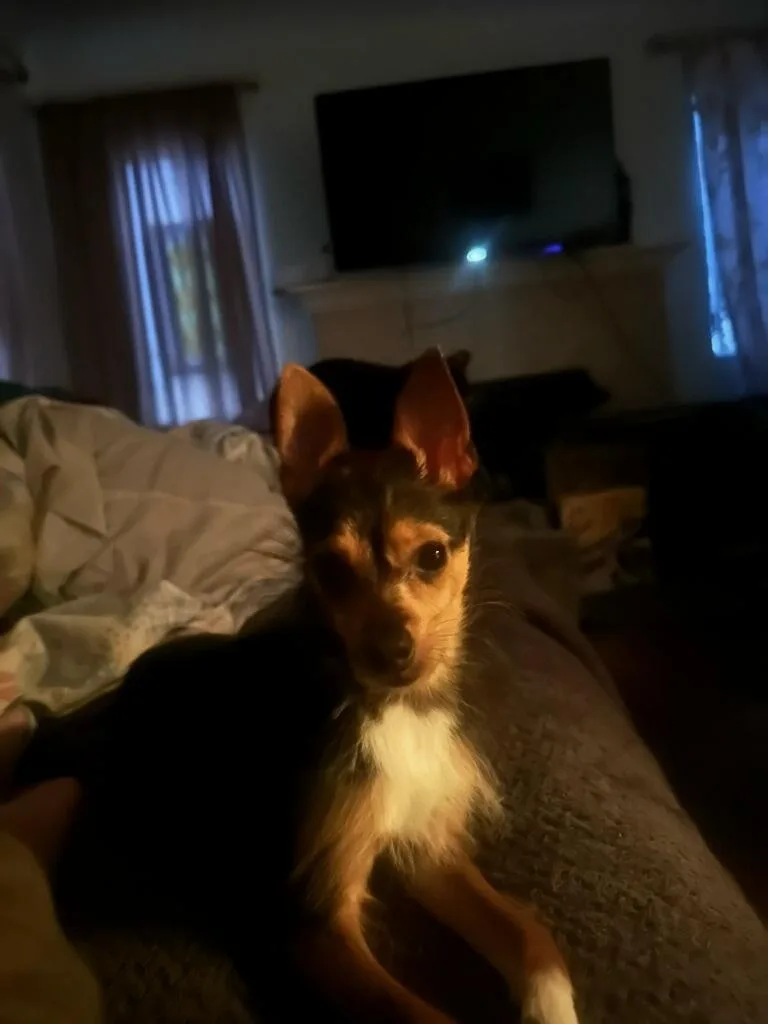 A young small-sized male Bicolor Yorkshire Terrier dog named Mr Sweet Sugar for adoption in Manhattan Beach, CA