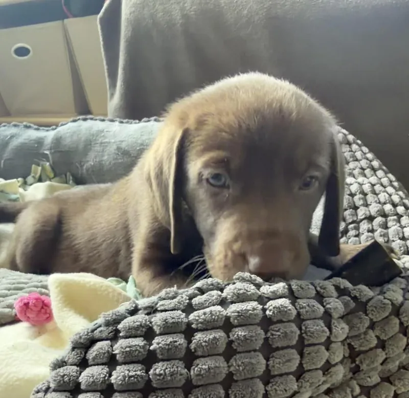 A baby small-sized female Brown / Chocolate Hound dog named Mudslide for adoption in Waunakee, WI
