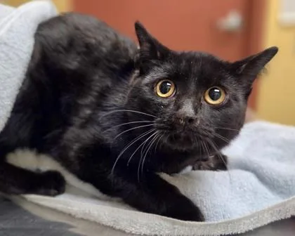 A young medium-sized male Domestic Short Hair cat named Charlie for adoption in Westland, MI