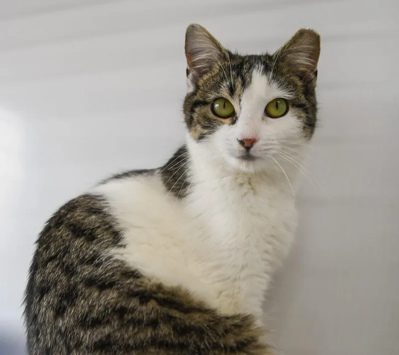 A young medium-sized female Domestic Short Hair cat named Maize for adoption in Ewing, NJ
