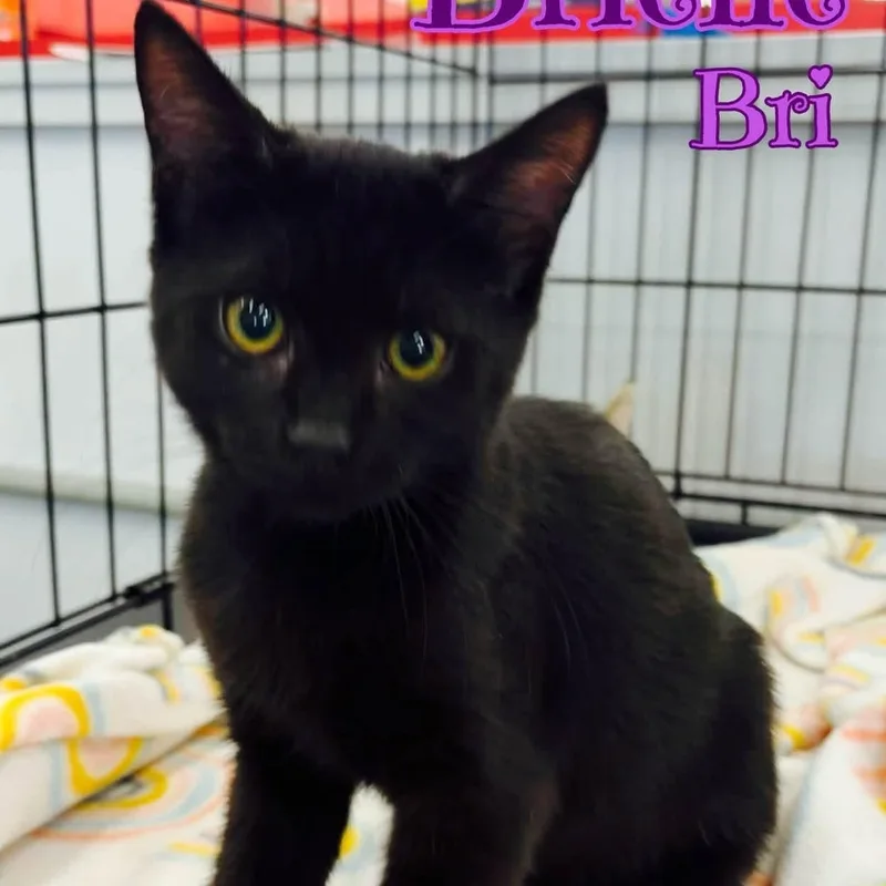 A baby medium-sized female Black Domestic Short Hair cat named Bri for adoption in Schnecksville, PA