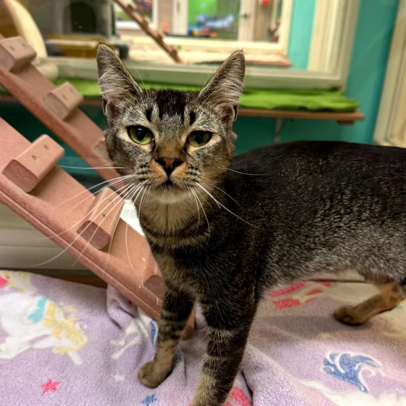 A young medium-sized female Brown / Chocolate Domestic Short Hair cat named Glorb for adoption in Fresno, CA