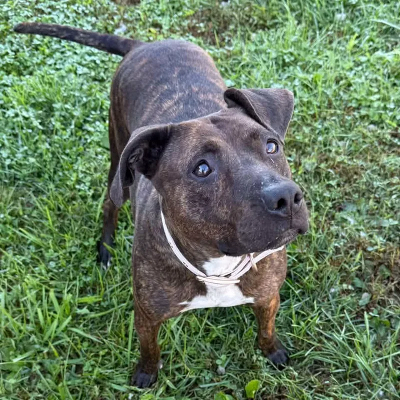 An adult medium-sized female Brindle American Staffordshire Terrier dog named Luna for adoption in Cadiz, OH