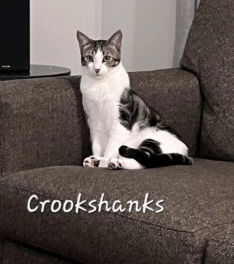 A young medium-sized female White Domestic Short Hair cat named Crookshanks for adoption in Redondo Beach, CA