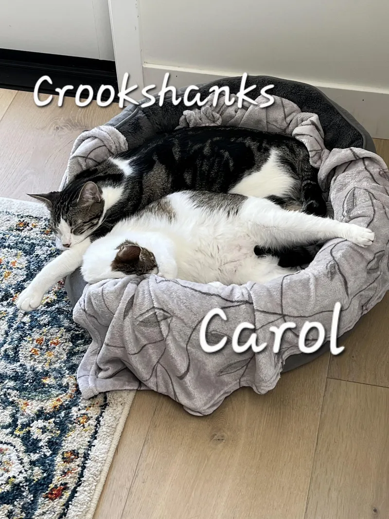 Crookshanks thumbnail 3