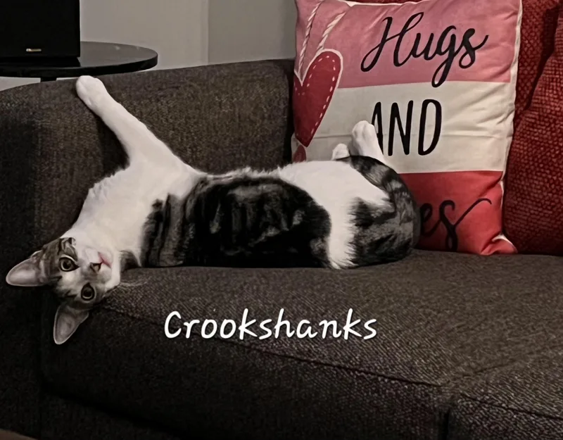 Crookshanks thumbnail 4