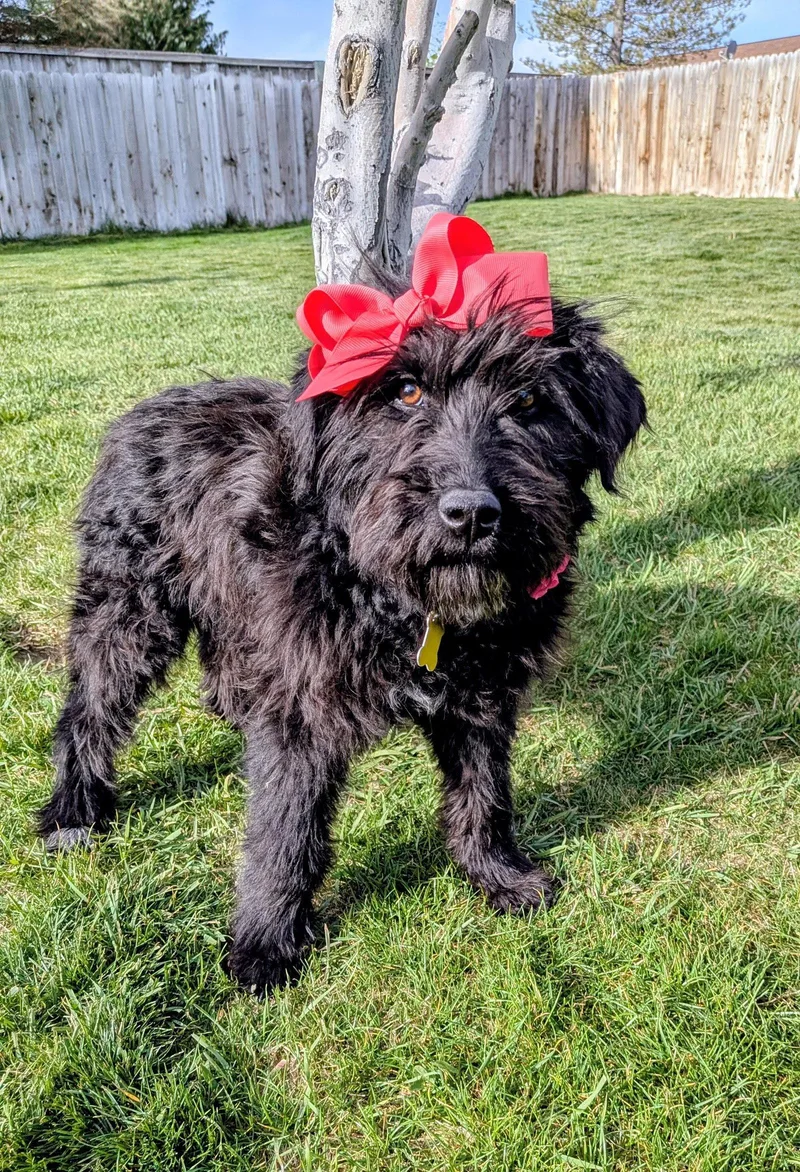 A young medium-sized female Standard Poodle dog named Addi for adoption in Salt Lake City, UT