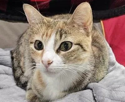 An adult small-sized female Domestic Short Hair cat named Colleen  See Me for adoption in Cookeville, TN