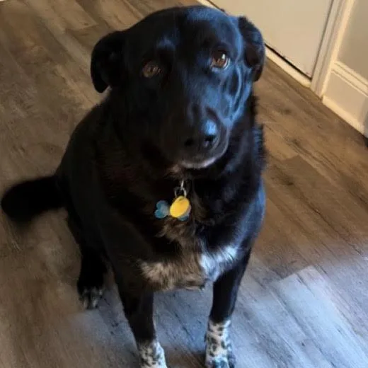 An adult medium-sized male Labrador Retriever dog named Ozzie for adoption in Stokesdale, NC