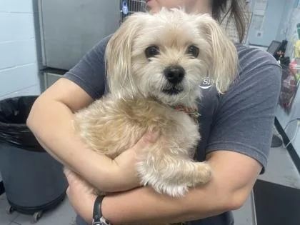 A young small-sized female Apricot / Beige Maltese dog named Novak for adoption in Sacramento, CA