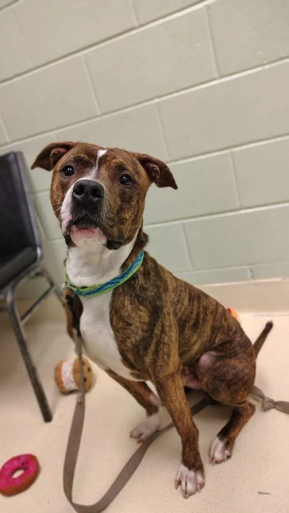 An adult large-sized male Tricolor (Brown, Black, & White) American Staffordshire Terrier dog named Tobias for adoption in Kalamazoo, MI