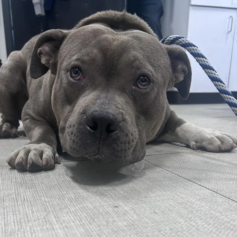 A baby medium-sized male Gray / Blue / Silver Pit Bull Terrier dog named Sergeant for adoption in Weimar, CA