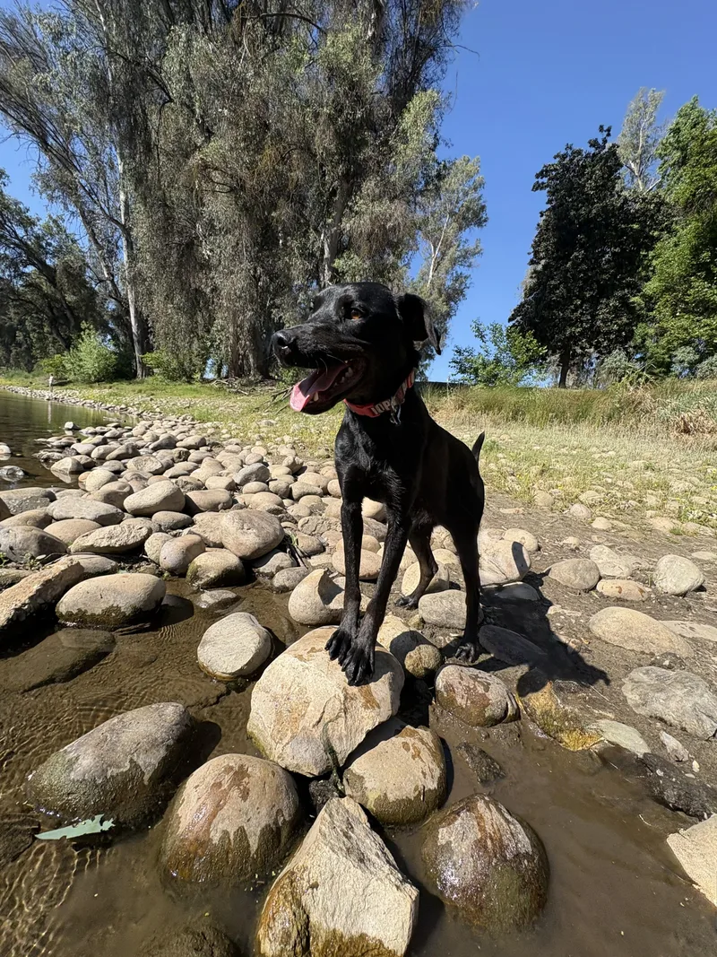 A young large-sized male Black Labrador Retriever dog named Pantera for adoption in Reedley, CA