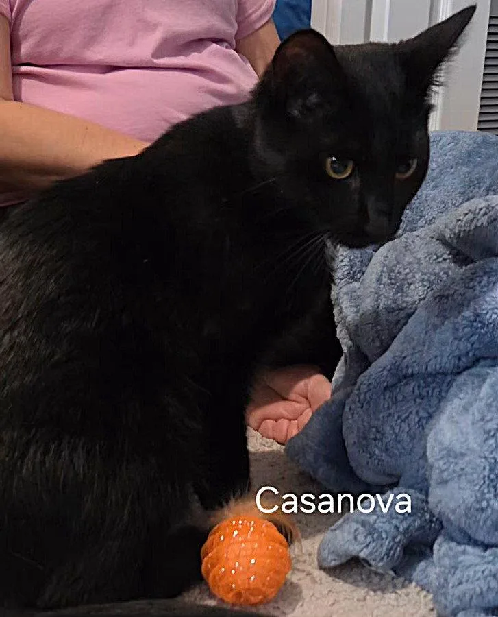 Casanova