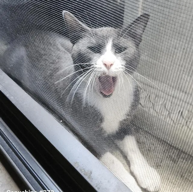 An adult large-sized male Domestic Short Hair cat named Frankie for adoption in San Antonio, TX