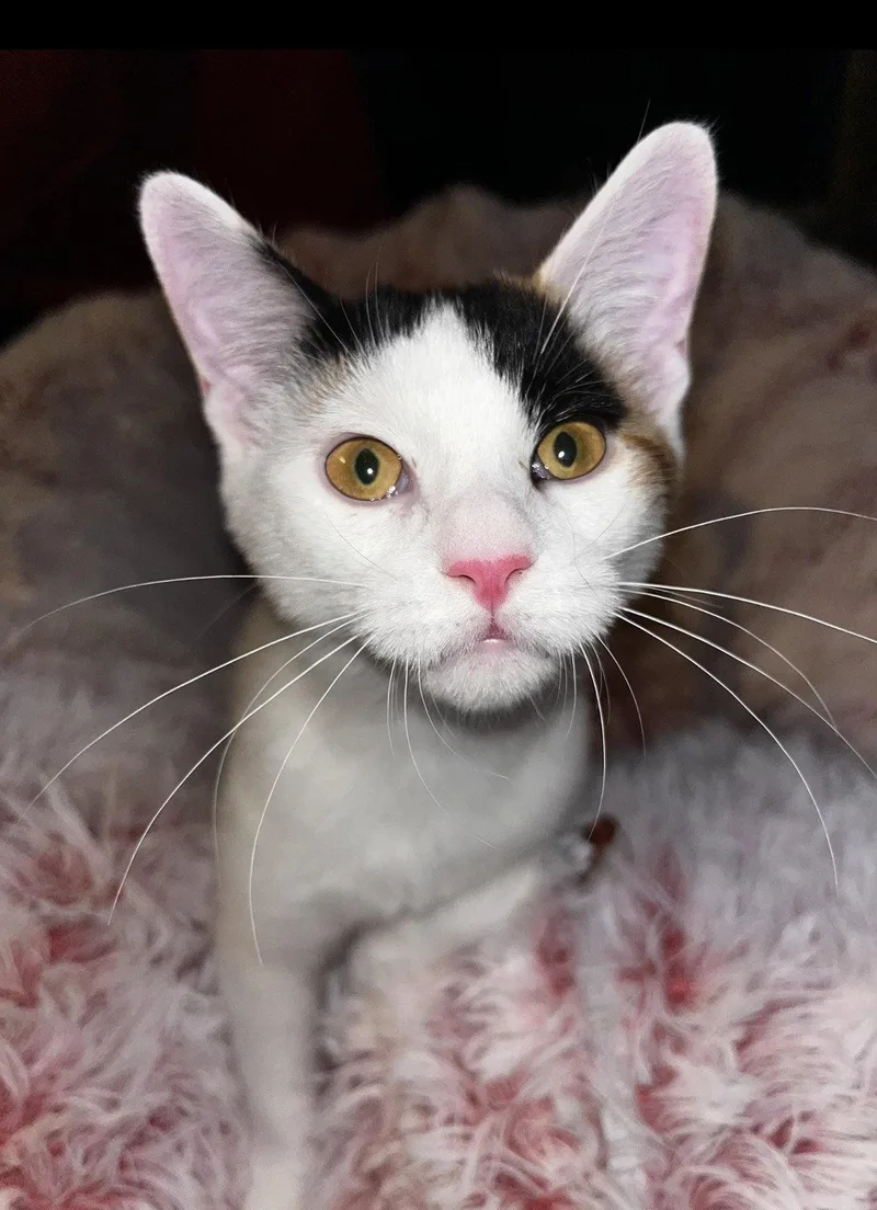 A baby medium-sized female Domestic Short Hair cat named Esther for adoption in Rootstown, OH