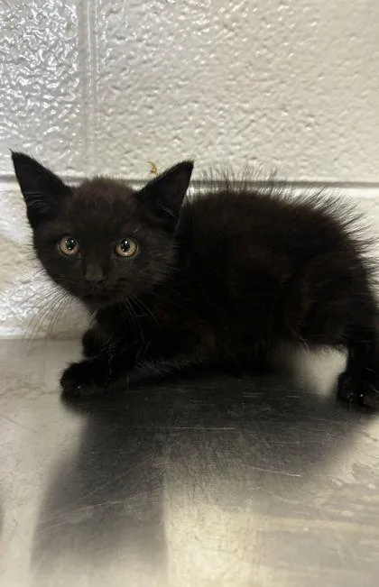 An adult small-sized male Domestic Short Hair cat named Treehugger for adoption in Spruce Pine, NC