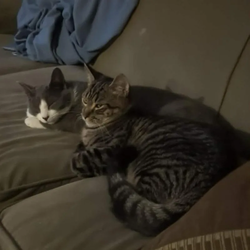 Chad Michael Purray thumbnail 2